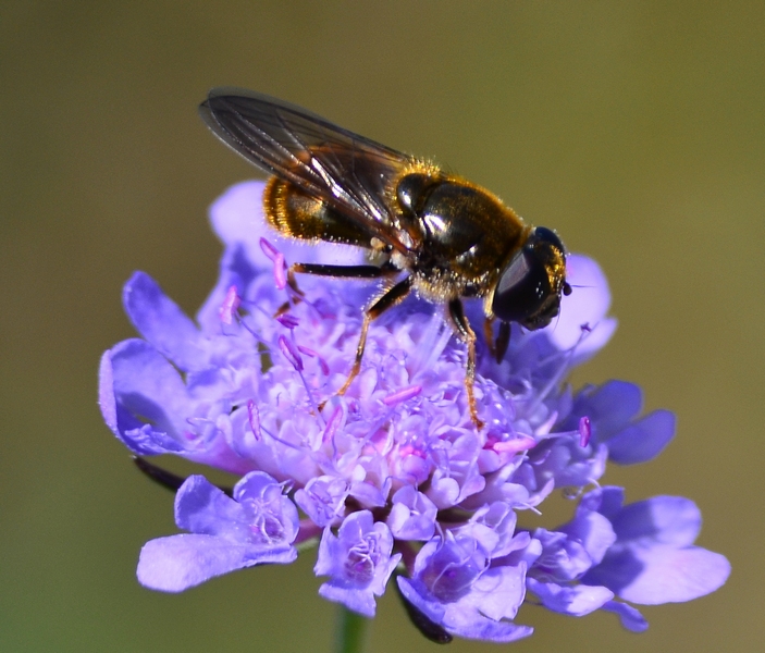 Syrphidae